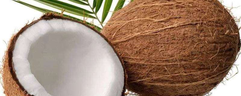老椰子水为什么是酸的（老椰子有点酸）