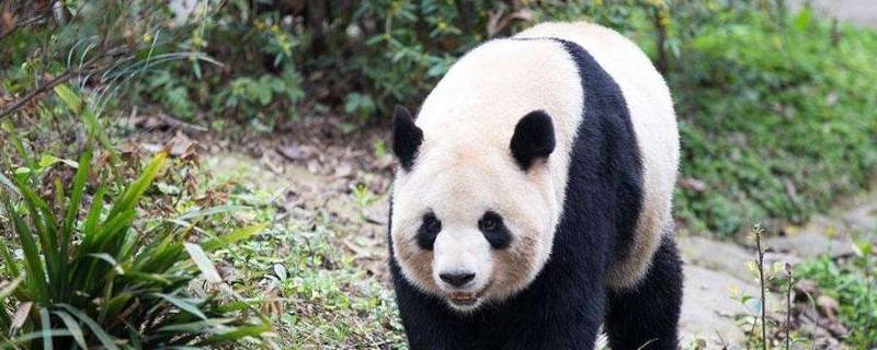 大熊猫的寿命一般是多少岁 大熊猫最短的寿命是多少岁