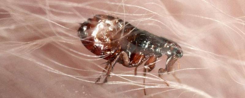 杀虫气雾剂能杀死跳蚤吗 杀蚊蝇的气雾剂可以灭跳蚤吗