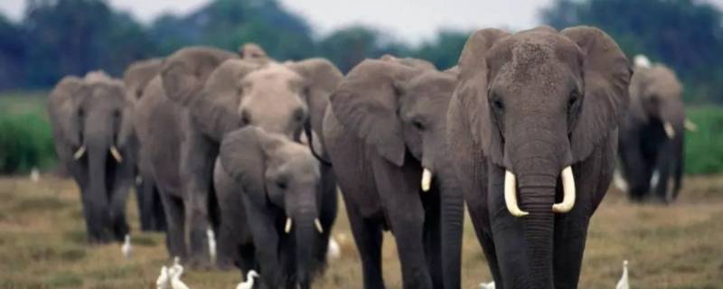 如何保护大象（如何保护大象英语作文）