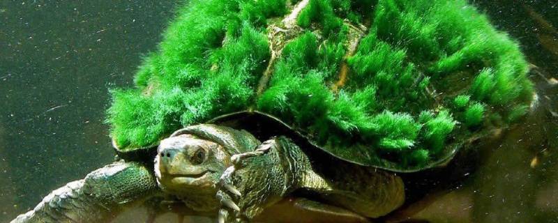 绿毛龟的特点（绿毛龟从哪些方面介绍了喜欢绿毛龟的原因）