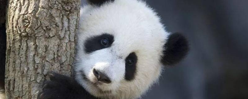 国宝大熊猫有什么特点和本领（国宝大熊猫的特点是什么）