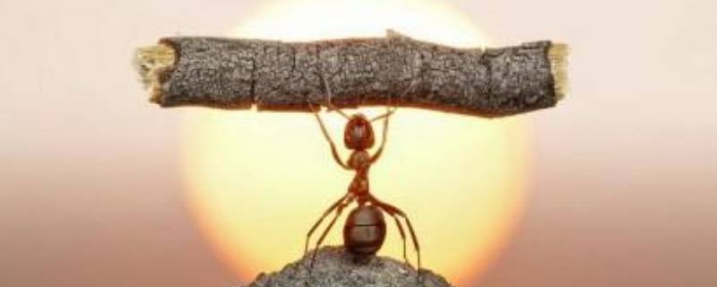 蚂蚁怕水吗（蚂蚁怕水吗,为什么呢?）