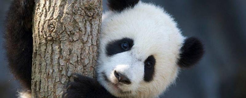 国宝大熊猫繁殖方式 国宝大熊猫繁殖方式作文