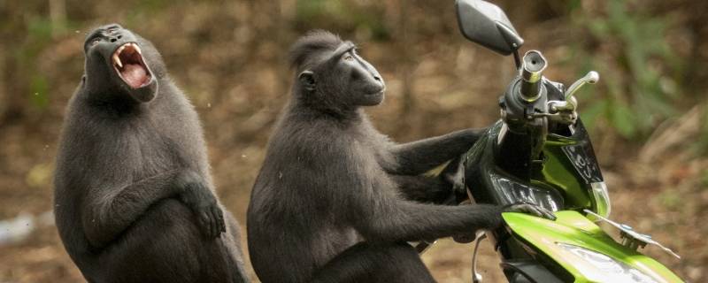 苏拉威西猕猴的特点 猕猴具有什么特点