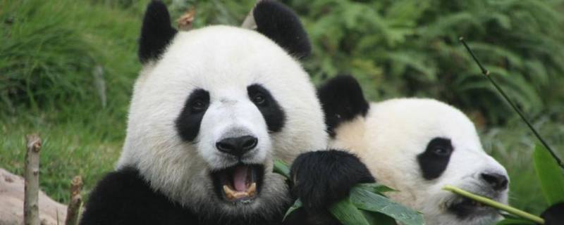 大熊猫只吃竹子吗（大熊猫只吃竹子吗?）