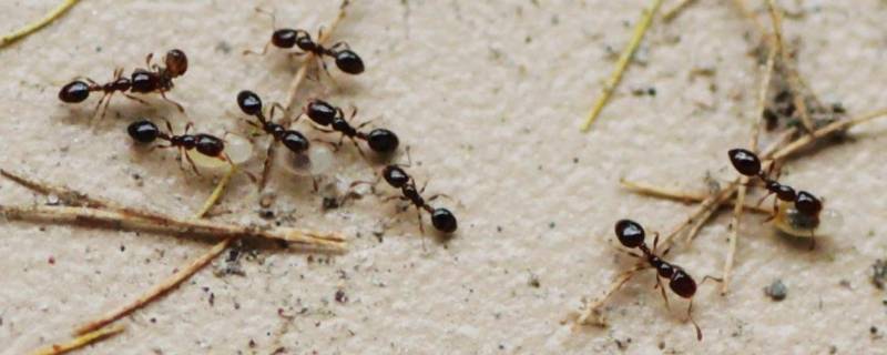 宿舍有蚂蚁怎么办 宿舍有蚂蚁怎么办?怎么消灭?