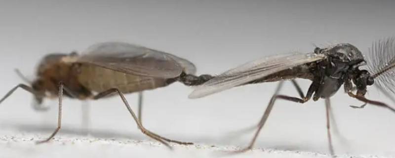 家里的蚊子怎么产生的 家里的蚊子是怎么产生的