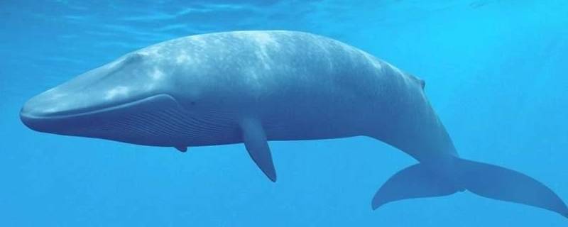 蓝鲸寿命（蓝鲸寿命多长）
