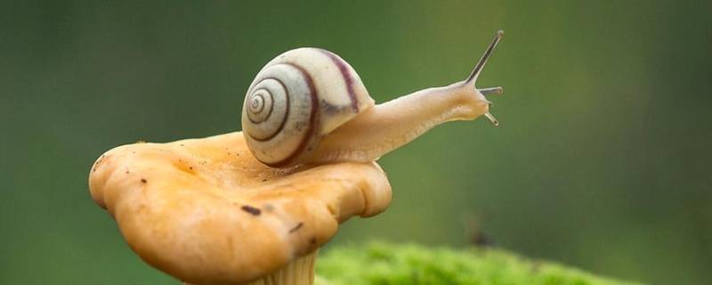 蜗牛是怎么形成的 蜗牛是怎么形成的视频