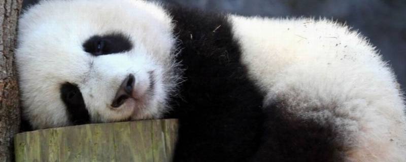 大熊猫死后国家是怎么处理的 大熊猫如果在国外死了