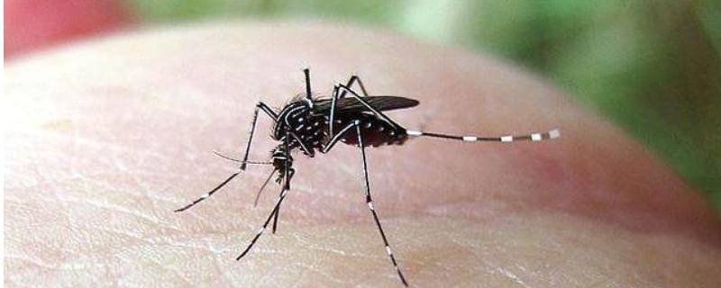 蚊子滋生的五种环境（蚊虫滋生的环境）