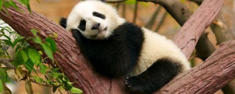 大熊猫睡觉的姿势（大熊猫睡觉的姿势是什么样子的?）