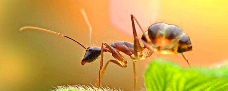 蚂蚁的特点 蚂蚁的特点和生活特征