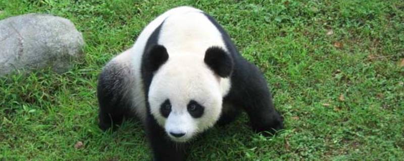 大熊猫有哪些种类（大熊猫有哪些种类?）