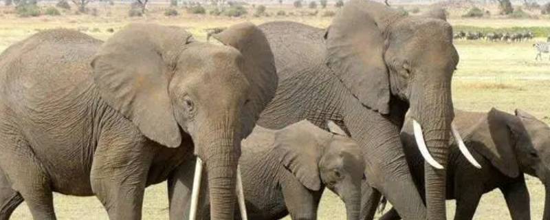 大象的耳朵耷拉着有什么作用（大象的耳朵耷拉下来有什么作用）