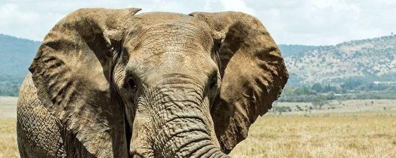 大象耳朵的作用是什么 大象耳朵的作用有哪些