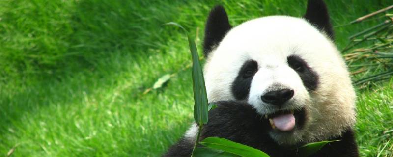 熊猫是怎么吃竹子的（熊猫是怎么吃竹子的作文）
