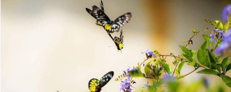 蝴蝶为什么会飞 蝴蝶为什么会飞最佳答案