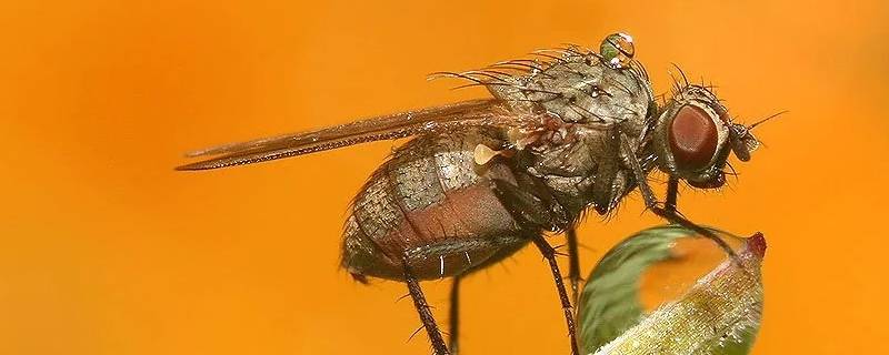 苍蝇的天敌是谁 苍蝇和蚊子的天敌是什么
