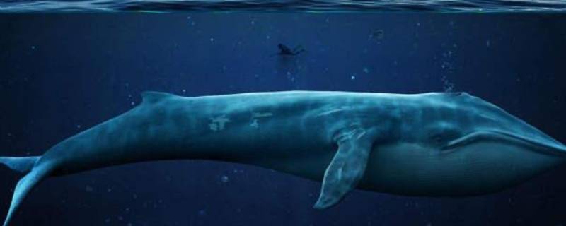 鲸鱼怎么睡觉 鲸鱼睡觉吗?