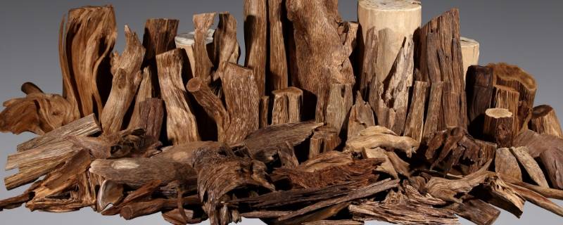 沉香是什么木材形成的 沉香是什么木材形成的图