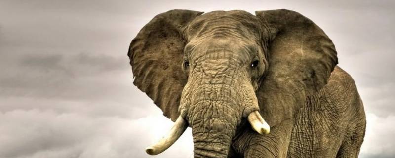 大象为什么往身上撒土 大象向身上撒土什么意思