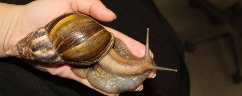 非洲大蜗牛的特点 非洲大蜗牛是怎么形成的