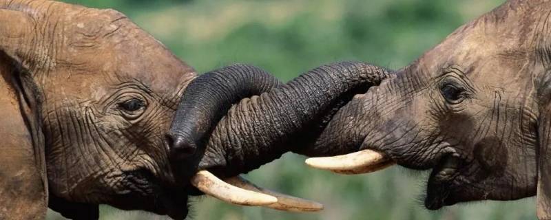 大象怎么吃东西 大象怎么吃东西的动作