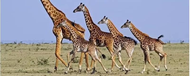 长颈鹿属于鹿类 长颈鹿属于鹿类是否正确