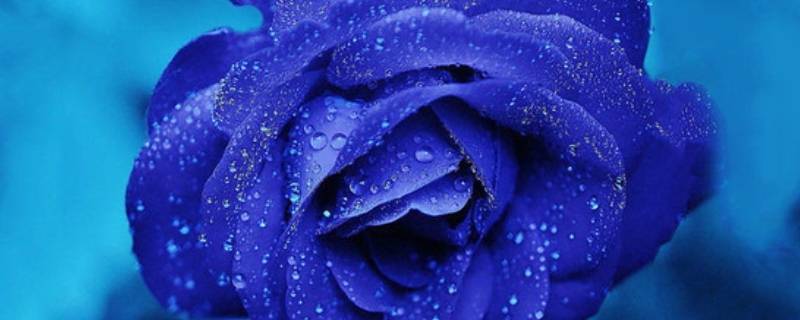 淡蓝色玫瑰花叫什么 淡蓝色玫瑰花图片
