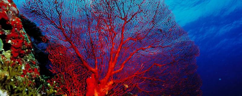 红珊瑚的特点（浅析红珊瑚）