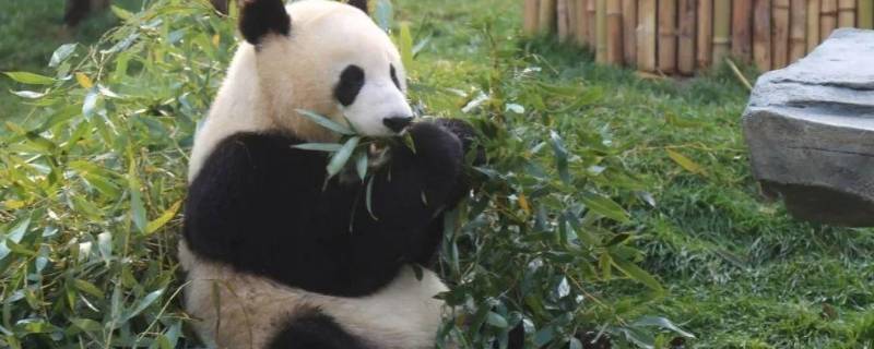 熊猫怎样吃竹子 熊猫怎样吃竹子的句子