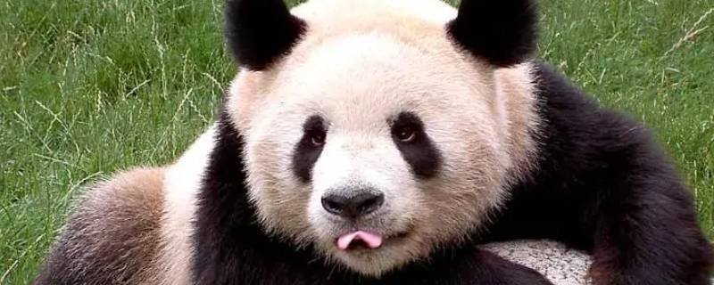 熊猫分布 熊猫分布在世界的哪些地方