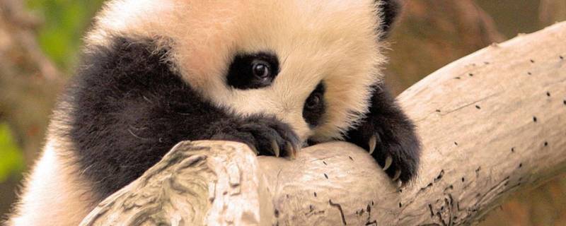为什么熊猫是国宝 为什么熊猫是国宝呢20字