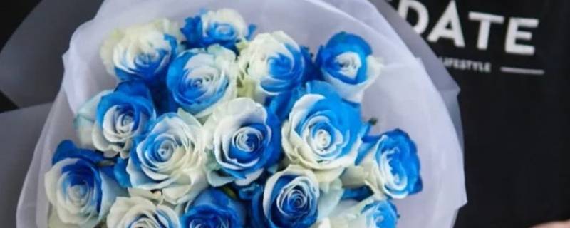 淡蓝白相间的玫瑰叫什么 淡蓝玫瑰是什么意思