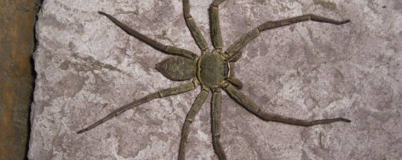 巨蟹蛛的特点 巨蟹蜘蛛特征