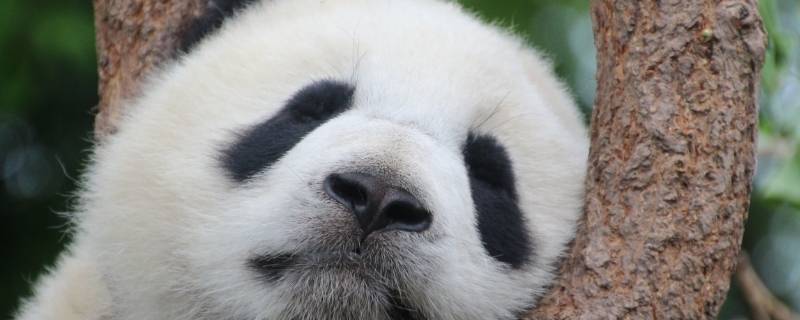 大熊猫怎样睡觉（大熊猫怎样睡觉休息）