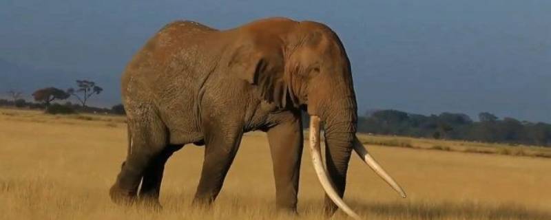 大象对人类有什么帮助 大象对人类的用处