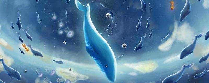 蓝鲸有多长 一只成年蓝鲸有多长