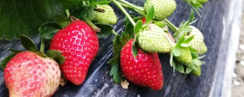 草莓夏天超过30度怎么办 草莓温度高要怎么降温