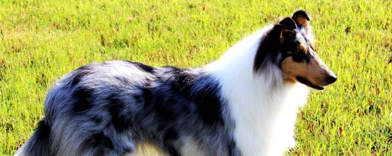 苏格兰牧羊犬的特点 苏格兰牧羊犬的特点作文