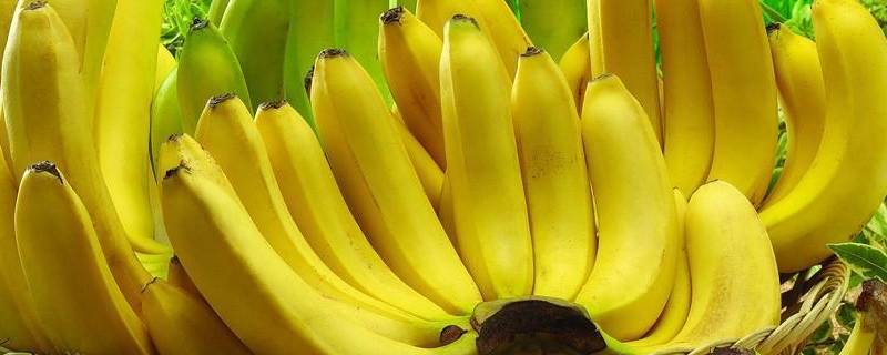香蕉有几种（香蕉有几种,分别是什么）