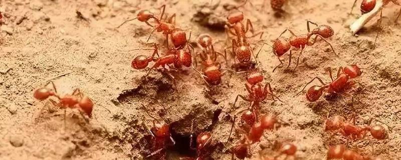 火蚁的特点 红火蚁的弱点