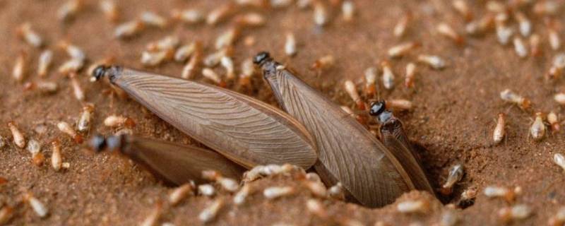 屋里有带翅膀的蚂蚁怎么回事 屋内有带翅膀的蚂蚁是怎么回事