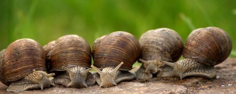 蜗牛能吃什么 蜗牛能吃什么东西