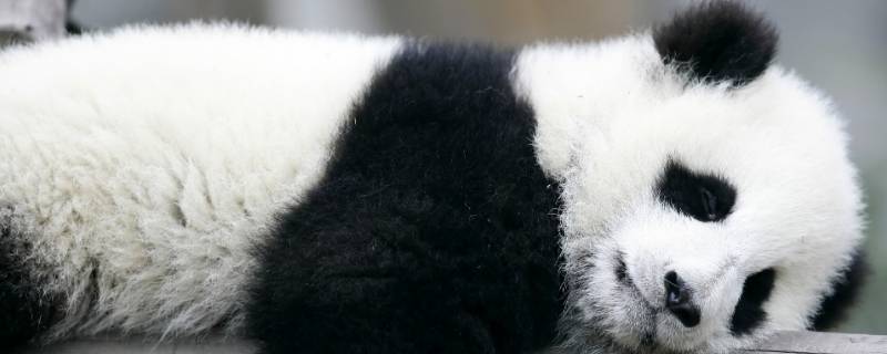 大熊猫的行为特点 大熊猫的行为特点是什么简单地说