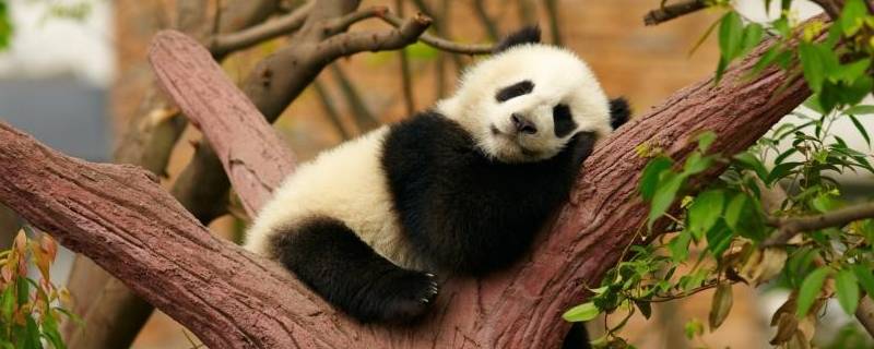 大熊猫怎么睡觉 大熊猫怎样睡觉的?