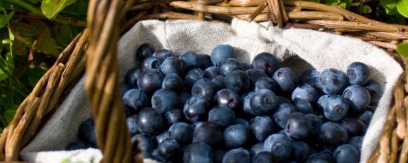 蓝莓怎么存放保鲜多久（蓝莓保鲜可以放多久）