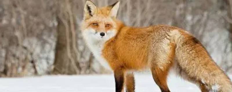 狐狸的特点 狐狸的特点和性格是什么
